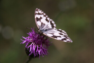 butterfly on thistle