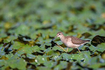 A Wood Sandpiper in a wetland area during summer