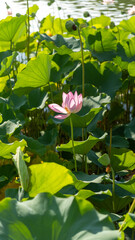 lotus