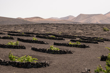 Viñedos tradicionales en La Geria, Lanzarote