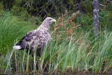 white-tailed eagle