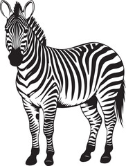 Striking Zebra Illustration Black and White Stripes Wildlife Animal Vector Design Art
