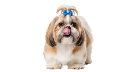 Shih Tzu dog with long hair and blue bow licks its nose playfully while standing on a transparent background