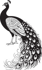 Fototapeta premium Elegant Peacock Vector Illustration with Detailed Feather Patterns and Long Tail