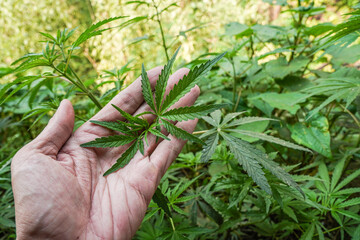 Someone hand holding and harvesting cannabis sativa for industrial fiber, seed oil, food, and...