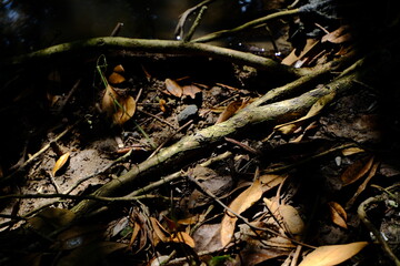 dead tree trunk
