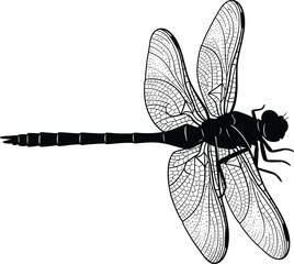 Silhouette of dragonfly with detailed wings, insect vector design, nature-inspired illustration, black and white artwork, high-resolution drawing style