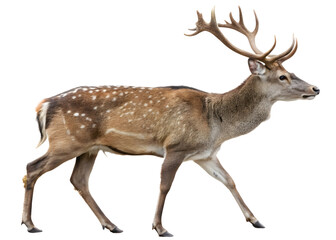 Fototapeta premium Deer isolated on white