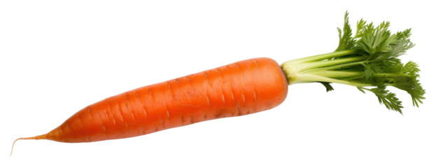 PNG Fresh one Carrot carrot vegetable plant.