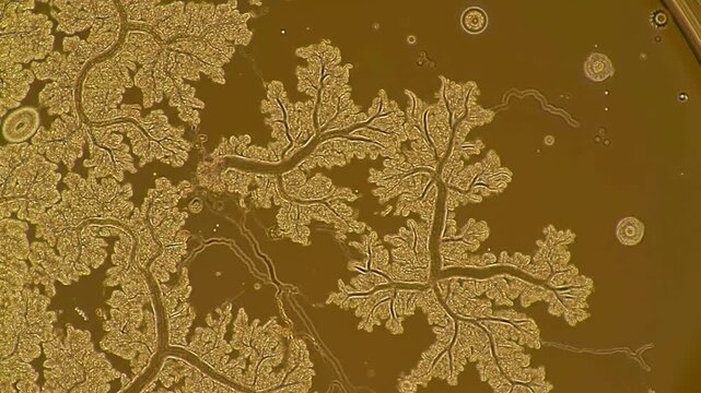 Microscopic timelapse of Bacillus subtilis colony on Petri dish
