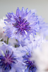 Close up of Blue and White Bachelor's Button Flowers