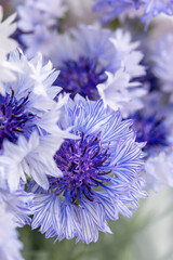 Obraz premium Close up of Blue and White Bachelor's Button Flowers