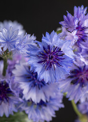 Close up of Blue and White Bachelor's Button Flowers