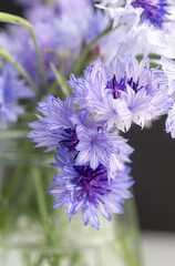 Close up of Blue and White Bachelor's Button Flowers