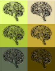 colorful Human brain. Neon effect on a real human brain with different  colorful backgrounds....