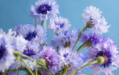 Close up of Blue and White Bachelor's Button Flowers