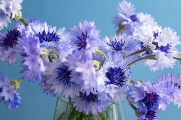 Close up of Blue and White Bachelor's Button Flowers