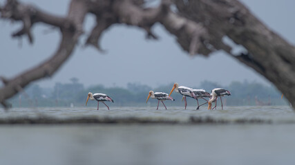 Painted Storks fishing in Open Wetlands near Keoladeo Bird Sanctuary, Bharatpur, India


