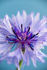 Obraz premium Close up of White and Blue Bachelor's Button Flowers