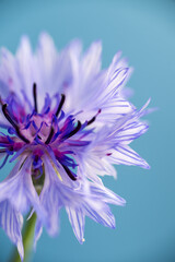 Obraz premium Close up of White and Blue Bachelor's Button Flowers