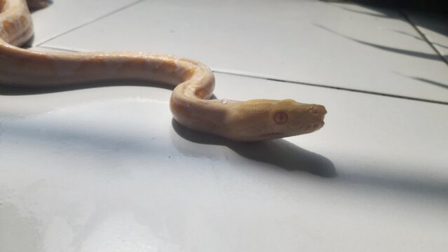 A snake, a species of amelanistic reticulated python, given its bright colors and markings
