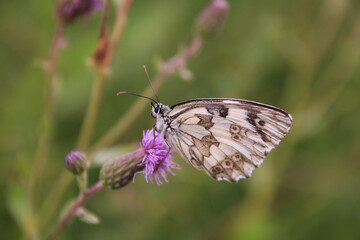 butterfly on a flower