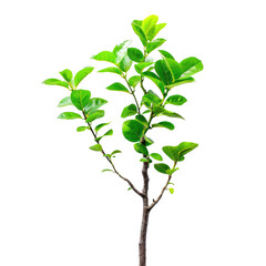 A small, vibrant green tree against a black background