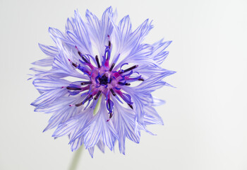 Obraz premium Close up of White and Blue Bachelor's Button Flowers