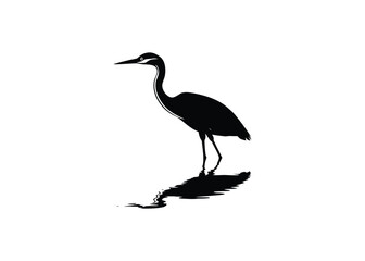 black crowned night heron