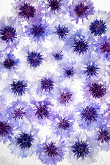 Close up of White and Blue Bachelor's Button Flowers