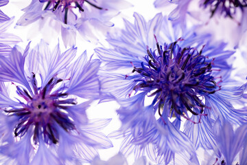 Close up of White and Blue Bachelor's Button Flowers
