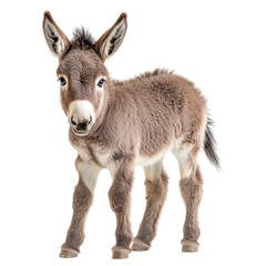 Fototapeta premium Young donkey stands cute and curious in an indoor setting appealing to animal lovers and children