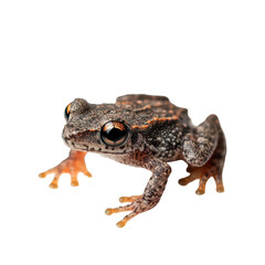 Fototapeta premium Unique tree frog displaying intricate patterns and vibrant hues, showcasing nature's beauty in a close-up view