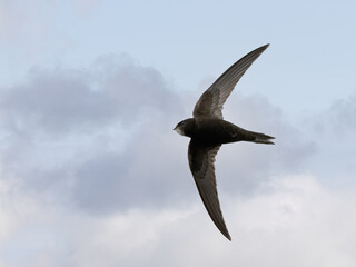Common swift