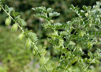 Chickpeas green plant, lat. Cicer arietinum with pods. Chick peas plant growing in the garden.