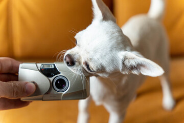 Curious chihuahua dog sniffing a compact camera on sofa