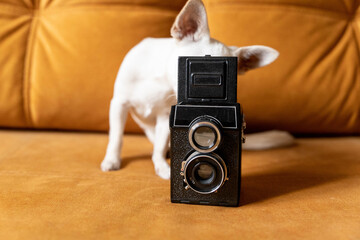 White chihuahua hiding behind vintage twin lens reflex camera on sofa