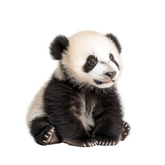Fototapeta premium Cute baby panda sitting calmly on a white background, showcasing its playful and gentle nature