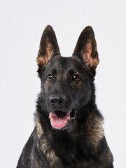 A German Shepherd sits against a plain white background, its strong and intelligent expression making it stand out. The sharp gaze and upright ears enhance its regal presence.