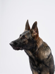 A German Shepherd sits with an alert expression against a plain white background, showcasing its strong and intelligent demeanor. Its upright ears and focused gaze add to its confident appearance.
