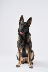 A German Shepherd stands on a white background, its posture showing confidence and readiness. Its slightly open mouth and focused gaze give it a dynamic presence.