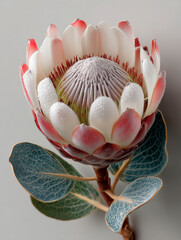Isolated Protea Flower with Leaves on Grey Background