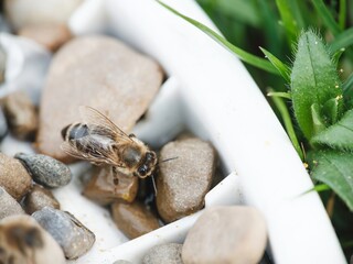 A tired honeybee, covered in golden pollen, takes a moment to rest. It sits amongst smooth river...