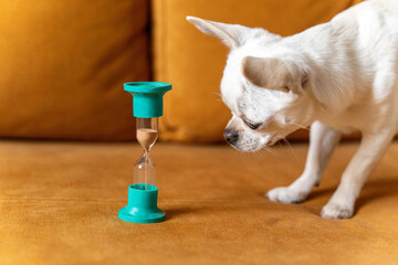 Curious chihuahua dog watching falling sand in hourglass on sofa
