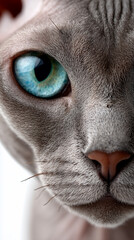 Sphynx Cat Face Close-Up