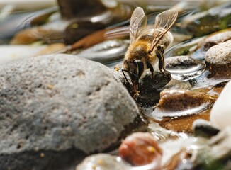 A bee gently drinks water from a clear stream, clinging to a rock in Rock Creek Park. It is...