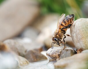 A close up shot captures a honeybee perched upon small, smooth rocks near water. It appears to be...