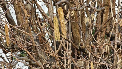 Detailed View of Corkscrew Hazel Catkins