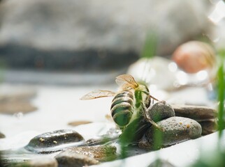 A vibrant green metallic bee takes respite on wet stones in a shallow pool. The sunlight reflects...