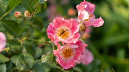 Obraz premium monthly rose